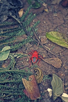 Dysdercus Cingulatus, cotton stainer