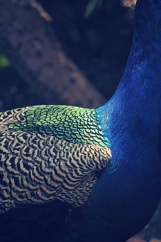 Pheasants and Partridges (Phasianidae)
Indian Peafowl (Pavo cristatus)