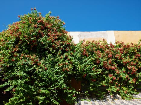 Green blooming creeper plant on the wall with clear deep blue sky background    