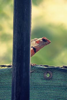 Indian Garden Lizard (Calotes versicolor)