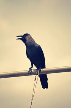 A house crow, Corvus Splendens
