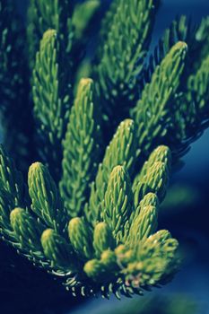 Norfolk Island pine, branch detail