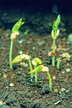 black eyed peas have sprouted