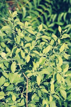 sandalwood tree flower