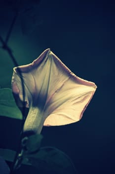 Flower of Ipomoea cairica (I. palmata)