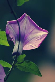 Flower of Ipomoea cairica (I. palmata)