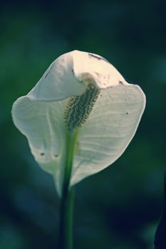 Peace lily, Cobra plant, Spathiphyllum wallisii