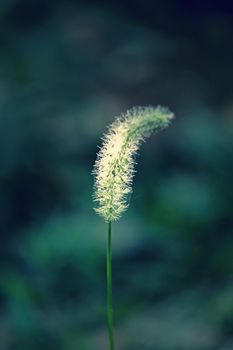 Setaria verticillata, Bristly foxtail