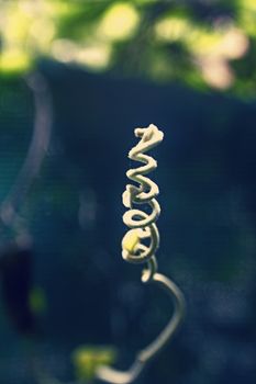 tendril of Stephania japonica