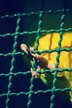 yellow parrot Feet