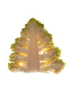 Healthy christmas eating. Cross section of fresh romanesco broccoli looking like christmas tree isolated on white background. 