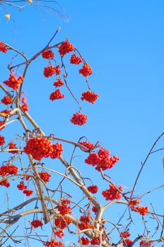 branches of  winter ashberry with clusters of berries