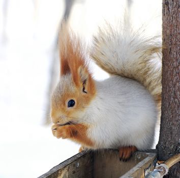 winter white squirrel sits on rack and nibbles walnut