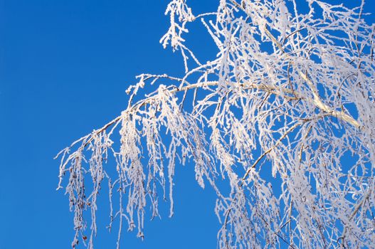 birch in the frost on the background of blue sky