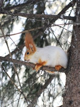 winter white squirrel sitting on tree