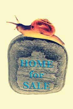 Home For Sale Concept with Zonitoides Nitidus Snail