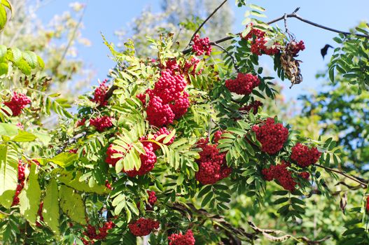 rowan-treebranch of brushes mountain red ash