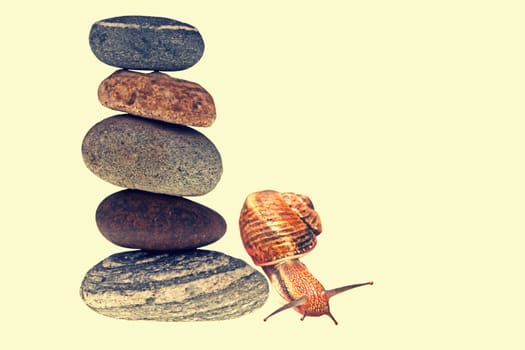 Snail on top of stacked pebbles