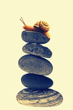 Snail on top of stacked pebbles