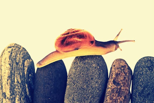 Snail on top of stacked pebbles