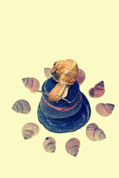 Snail on top of stacked pebbles