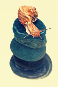 Snail on top of stacked pebbles