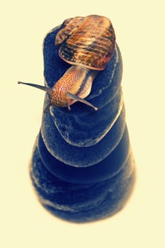 Snail on top of stacked pebbles