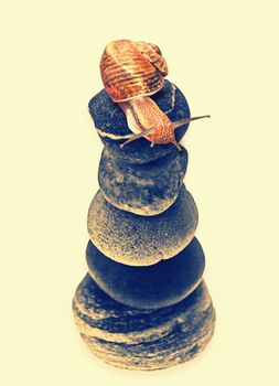 Snail on top of stacked pebbles