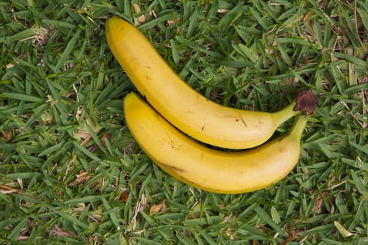 Two yellow bananas on the green grass. Top view.Background