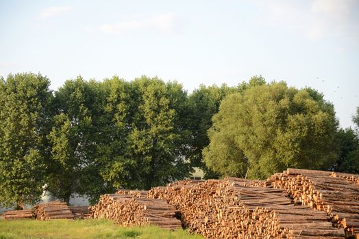 Photo of tree logs against a forest. Illustration of environmental problems. Taken in Riga, Latvia.