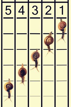 Snails running on track