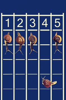 Snails running on track with one snail going backwords