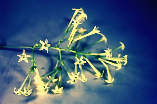 Flowers of Night-blooming cestrum, Night blooming jasmine, Cestrum nocturnum