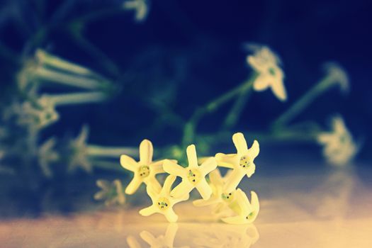 Flowers of Night-blooming cestrum, Night blooming jasmine, Cestrum nocturnum