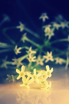 Flowers of Night-blooming cestrum, Night blooming jasmine, Cestrum nocturnum