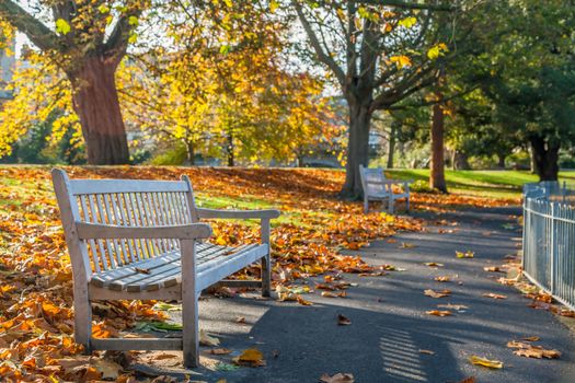 Bright photo of a bench in public garden in the autumn
