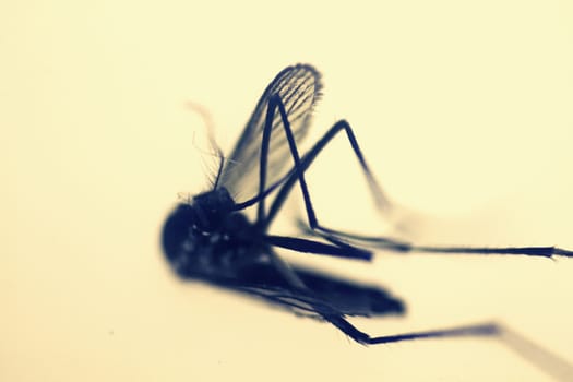 Dead Mosquito