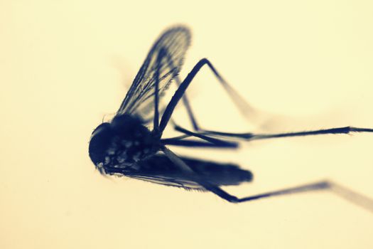 Dead Mosquito