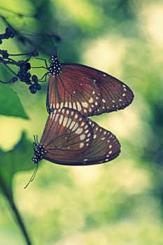 Mating of Common Crow Butterfly