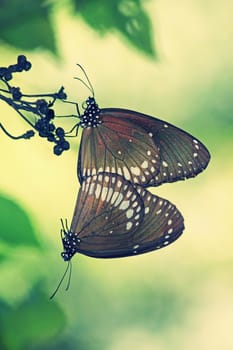 Mating of Common Crow Butterfly