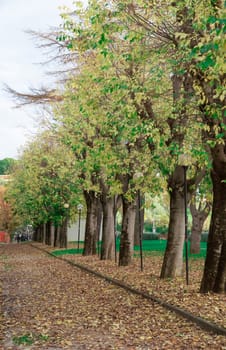 landscape of trees in autumn season