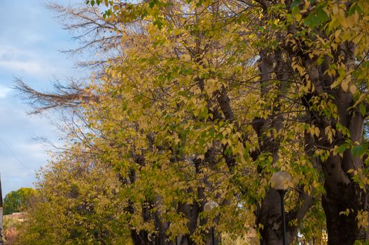 landscape of trees in autumn season