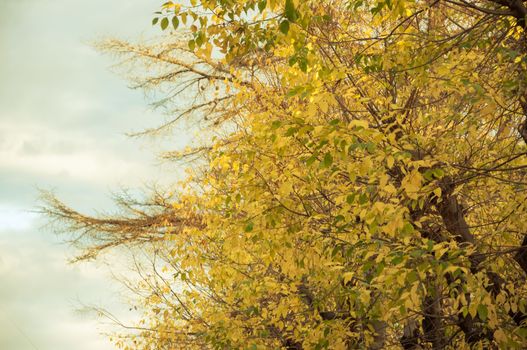 landscape of trees in autumn season