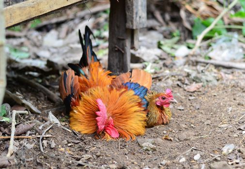 Colorful Rooster