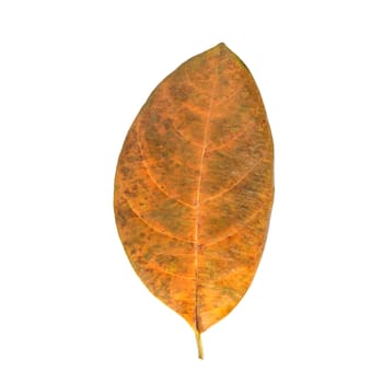 Tree leaf isolated on white on white background