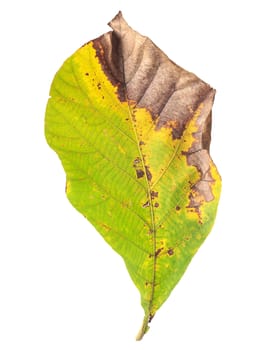 Big Tree leaf isolated on white on white background