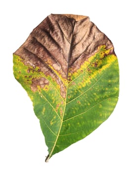 Big Tree leaf isolated on white on white background