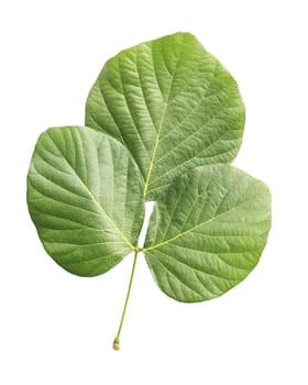 Tree leaf isolated on white on white background