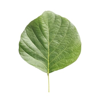 Tree leaf isolated on white on white background