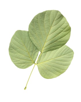 Tree leaf isolated on white on white background